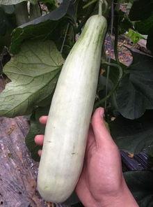 静海吃瓜的网红叫什么来着,揭秘网络红人的魅力与影响力