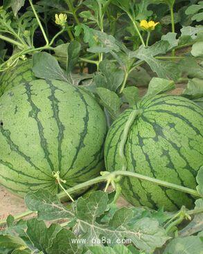 渭南网红吃瓜事件,揭秘网络舆论背后的真相与争议