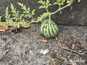 那些吃瓜网红是谁啊图片,揭秘“那些吃瓜网红”背后的真实身份