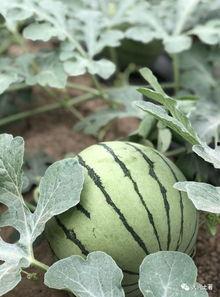 成都吃瓜网红是谁啊,揭秘网络红人的幕后故事