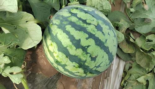 发黄的吃瓜网,网络舆论场中的“黄瓜”现象