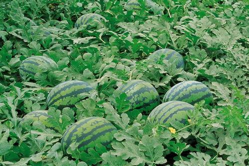 网红吃瓜感言图片大全,趣味横生的瞬间回顾