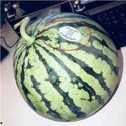 网红吃瓜Dd,揭秘娱乐圈幕后真相，带你领略吃瓜乐趣