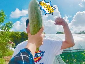 网红吃瓜资料免费,揭秘娱乐圈幕后真相