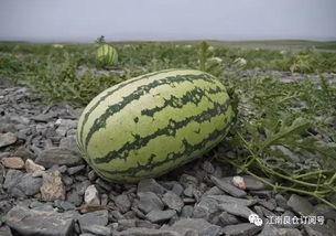 网红1元吃瓜,揭秘网络红人背后的秘密