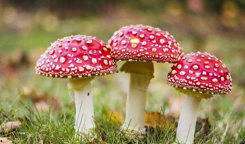 17c吃瓜网免费吃瓜蘑菇,免费吃瓜蘑菇，畅享娱乐盛宴！