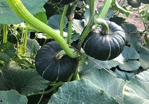 吃瓜日本网红,揭秘日本网红的吃瓜日常