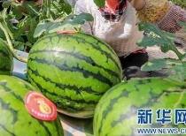 靖边网红吃瓜是谁啊最新消息