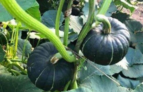 爱可可网红吃瓜图片,爱可可美食图鉴