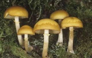 杭州吃瓜网红毒蘑菇,一场关于食品安全与网络传播的警示