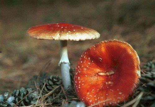 杭州吃瓜网红毒蘑菇,一场关于食品安全与网络传播的警示