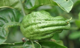 网红吃佛手瓜是真的吗还是假的,揭秘真相，是炒作还是真实体验？