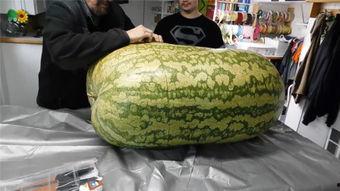 海外吃瓜网是哪个平台的,揭秘其背后的热门平台之谜