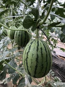 潮州网红吃瓜,揭秘潮州美食背后的故事