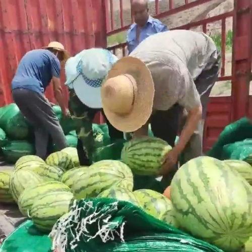 吃瓜网加州生物博士,吃瓜网背后的科学奥秘