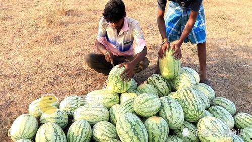 吃瓜网加州生物博士,吃瓜网背后的科学奥秘