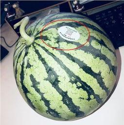 网红海边吃瓜,瓜果飘香，尽享夏日风情