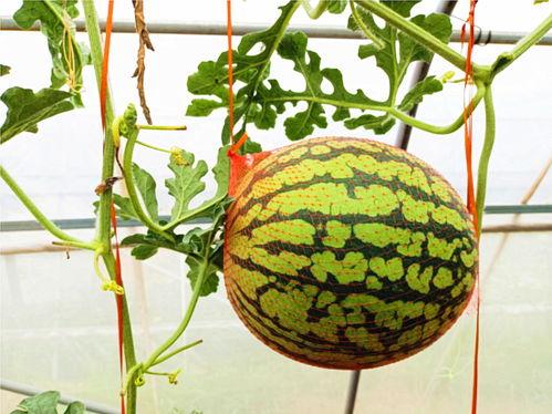 吃瓜网 最新,娱乐圈最新热点事件深度剖析