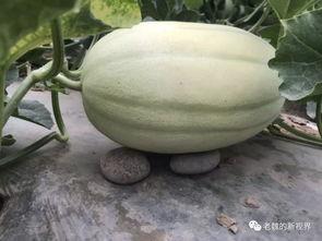 怎么找吃瓜网,轻松追踪热门话题，畅享网络盛宴