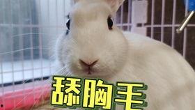 网红吃瓜事件狗头