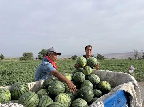 雄县吃瓜网,揭秘当地美食与趣闻的网上乐园