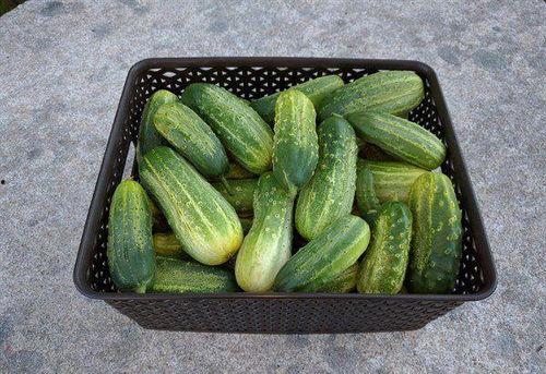 网红吃瓜每日大赛