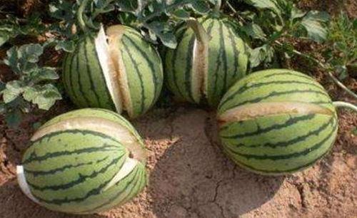 南充网红吃瓜事件真相,真相背后的网络狂欢与反思