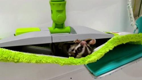 佳佳拖把吃瓜网,揭秘网红神器背后的秘密