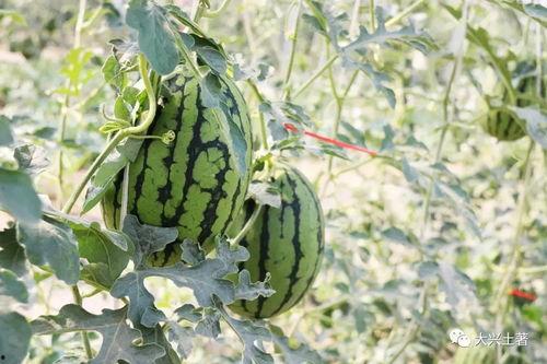 近期吃瓜汇总网红,揭秘近期热门事件幕后真相