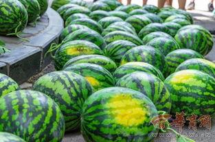天津中医药大学网红吃瓜,揭秘天津中医药大学校园美食风云