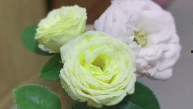 可可兔吃瓜网,揭秘娱乐圈最新热点，带你畅游娱乐世界