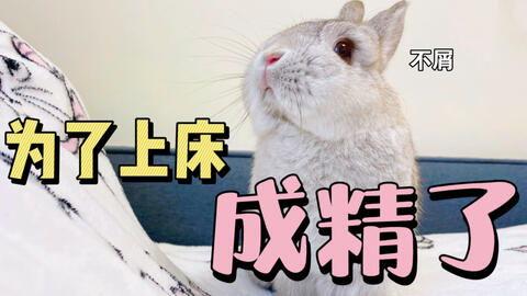 可可兔吃瓜网,揭秘娱乐圈最新热点，带你畅游娱乐世界