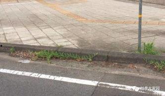 吃瓜网红停车场