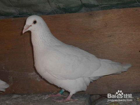 网红吃瓜鸽子视频,是美食还是恶搞？