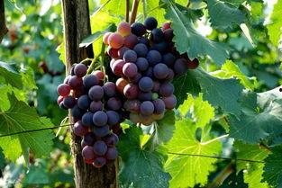 网红吃瓜葡萄视频大全集,一场视觉盛宴等你来品鉴