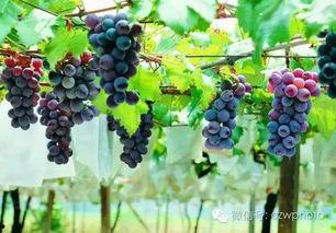 网红吃瓜葡萄视频大全集,一场视觉盛宴等你来品鉴