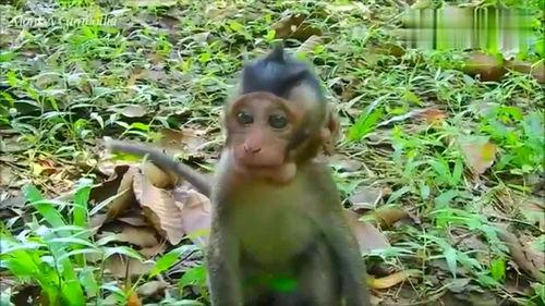 吃瓜长的像猴子的网红,吃瓜长成猴子的网红现象揭秘！”