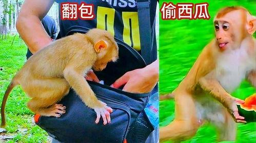 吃瓜长的像猴子的网红,吃瓜长成猴子的网红现象揭秘！”