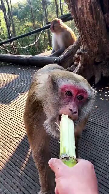 吃瓜长的像猴子的网红,吃瓜长成猴子的网红现象揭秘！”