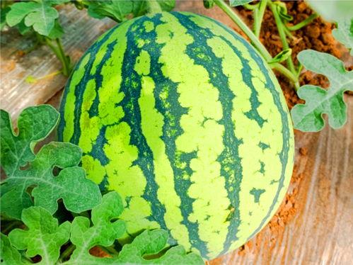 黑瓜福利网-在线吃瓜,畅享在线吃瓜盛宴，轻松解锁快乐生活