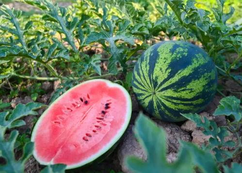 河南省网红吃瓜事件