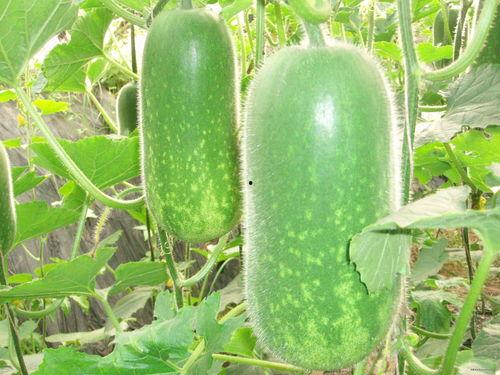 吃瓜网官网下载93,揭秘热门下载背后的秘密