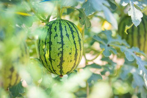 哪种地方可以吃网红瓜,探寻各地特色小吃