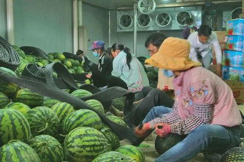 网红湾湾吃瓜视频,揭秘网红圈幕后故事