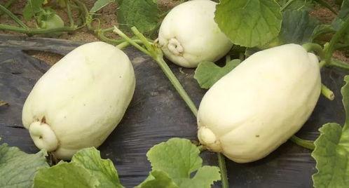 潍坊网红吃瓜事件,揭秘网络舆论的风云变幻