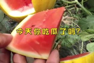 fun吃瓜官网,带你领略美食与娱乐的完美融合