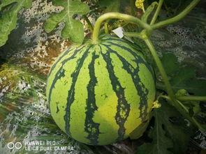 千万网红吃瓜视频大全,千万网红吃瓜视频大盘点