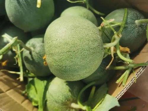 17吃瓜官网在线,揭秘娱乐圈最新热点，带你畅游八卦海洋  第3张