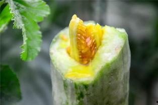 网红套餐吃瓜,揭秘明星同款美食的神秘面纱