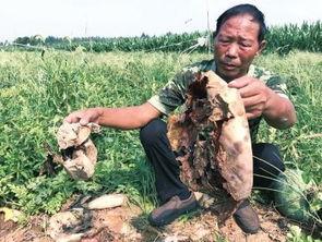 延安网红定格事件吃瓜,揭秘背后的真相与争议  第3张